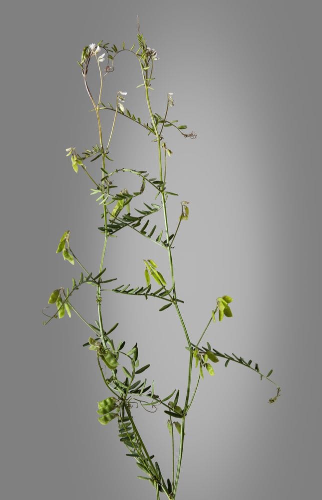 Vicia hirsuta